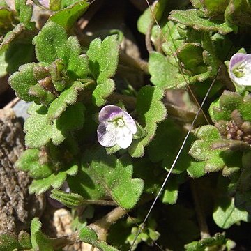 Veronica polita subsp. lilacina unspecified picture