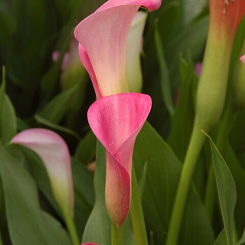 Zantedeschia rehmannii unspecified picture