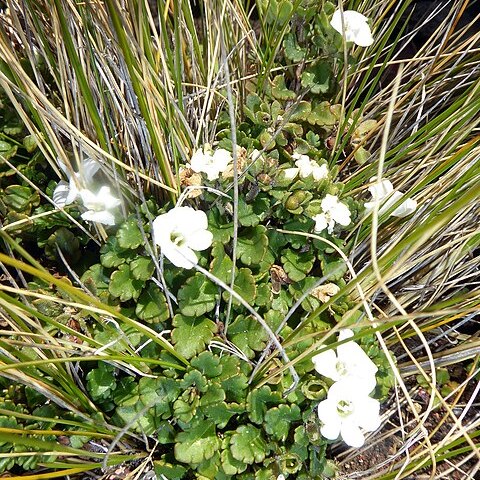 Veronica spathulata unspecified picture