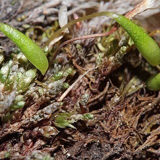 Plagiobryum unspecified picture