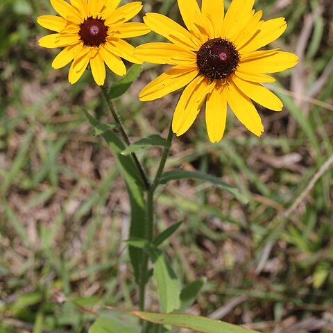 Rudbeckia hirta var. pulcherrima unspecified picture