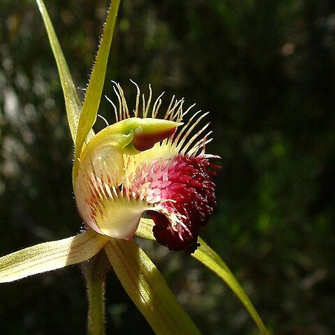 Caladenia huegelii unspecified picture