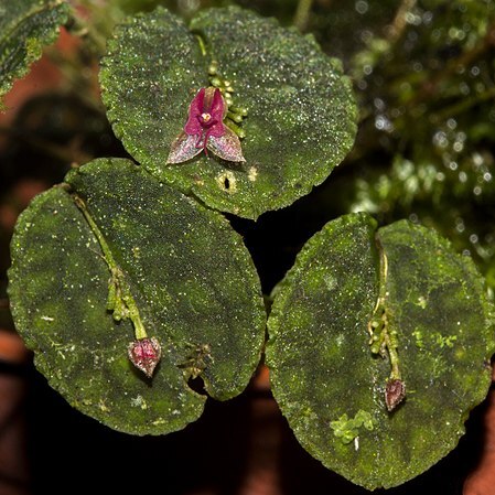 Lepanthes pretiosa unspecified picture