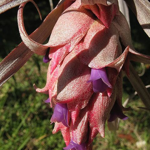 Tillandsia sphaerocephala unspecified picture