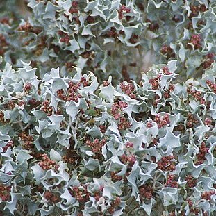 Atriplex hymenelytra unspecified picture