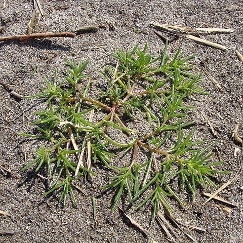 Salsola komarovii unspecified picture