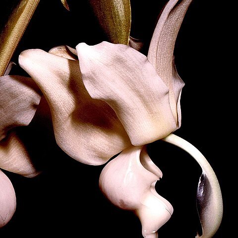 Stanhopea reichenbachiana unspecified picture