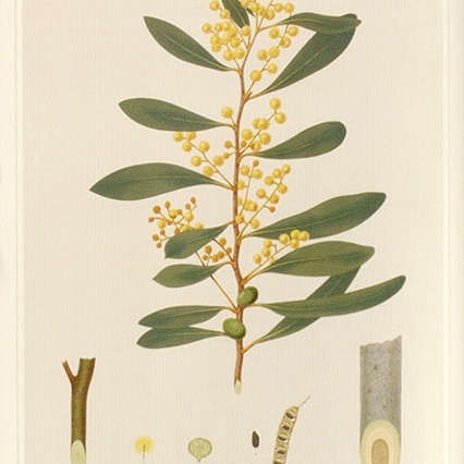 Acacia notabilis unspecified picture