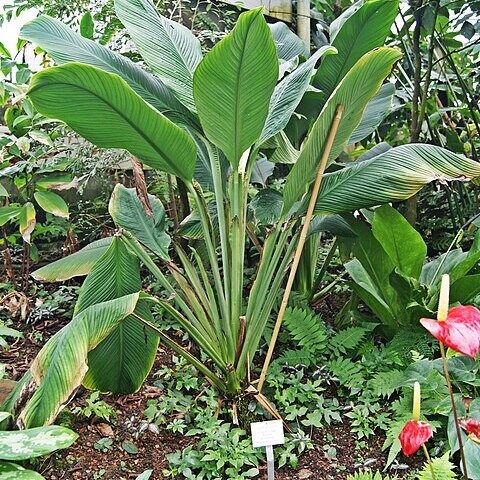 Spathiphyllum ortgiesii unspecified picture