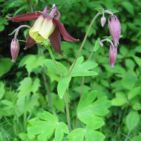 Aquilegia oxysepala unspecified picture