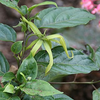 Cananga odorata var. fruticosa unspecified picture