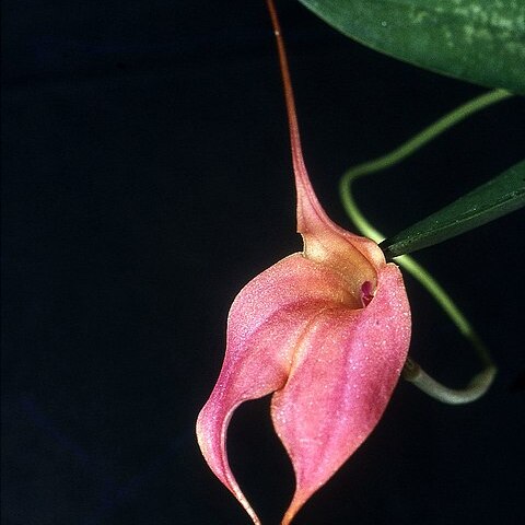 Masdevallia splendida unspecified picture