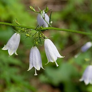 Adenophora triphylla unspecified picture