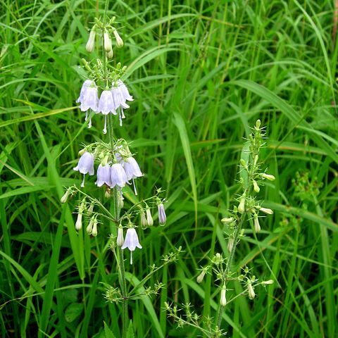 Adenophora triphylla var. japonica unspecified picture