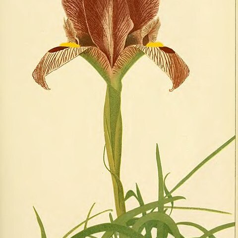 Iris schelkownicowii unspecified picture