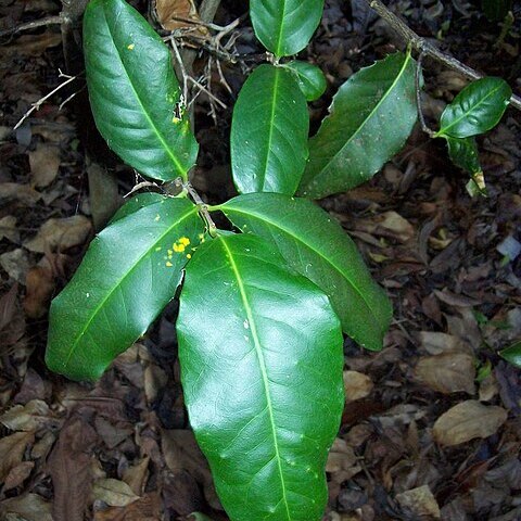 Corynocarpus rupestris unspecified picture