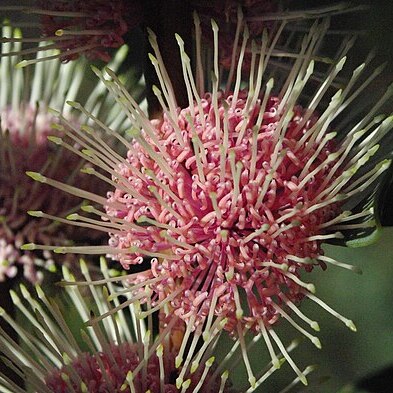 Hakea petiolaris unspecified picture