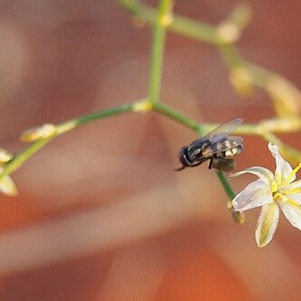 Corynotheca micrantha unspecified picture