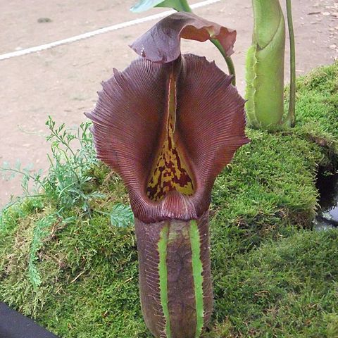 Nepenthes robcantleyi unspecified picture