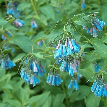 Mertensia sibirica unspecified picture