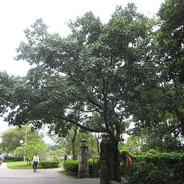 Ficus subpisocarpa unspecified picture