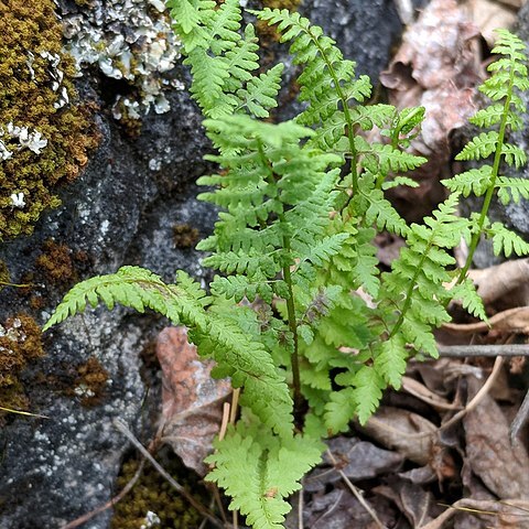 Cystopteris laurentiana unspecified picture