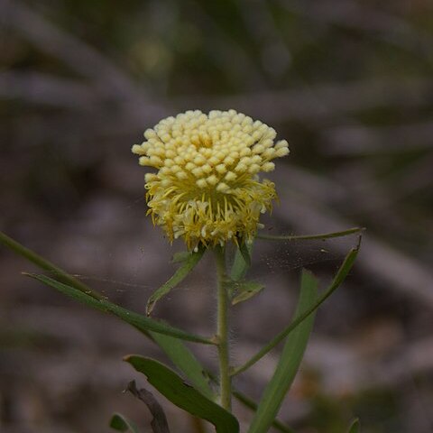 Isopogon sphaerocephalus unspecified picture