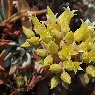 Dudleya cymosa subsp. paniculata unspecified picture