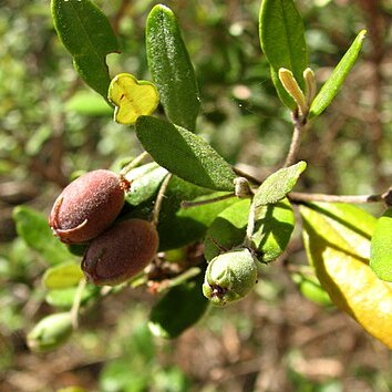 Lithomyrtus obtusa unspecified picture