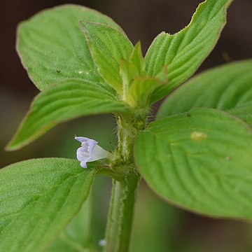 Spermacoce latifolia unspecified picture