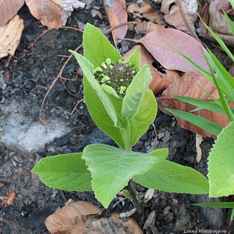 Premna herbacea unspecified picture