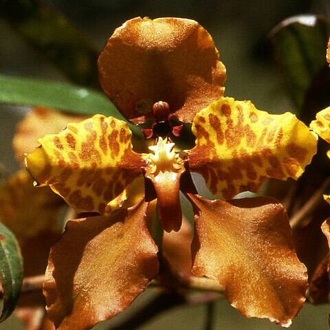 Cyrtochilum falcipetalum unspecified picture