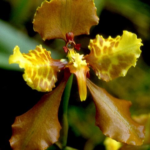 Cyrtochilum ionodon unspecified picture