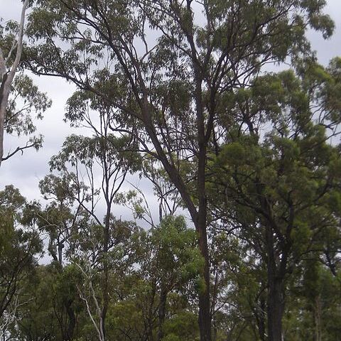 Eucalyptus fibrosa unspecified picture