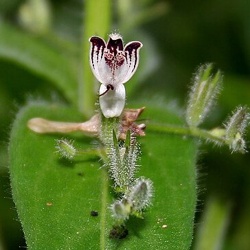 Andrographis echioides unspecified picture