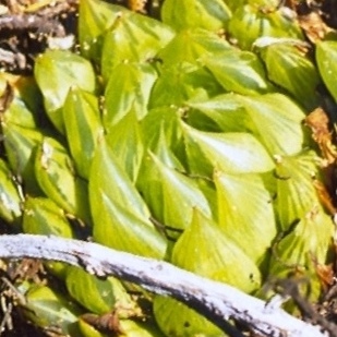 Haworthia mucronata var. morrisiae unspecified picture