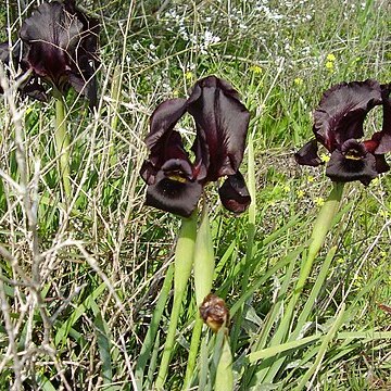 Iris atropurpurea unspecified picture