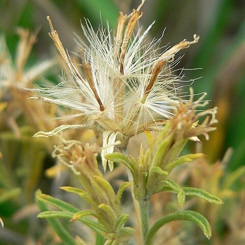 Ericameria parryi unspecified picture