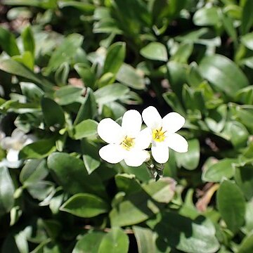 Myosotis eximia unspecified picture