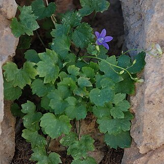 Campanula cymbalaria unspecified picture