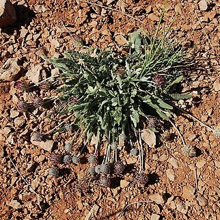 Astragalus emarginatus unspecified picture