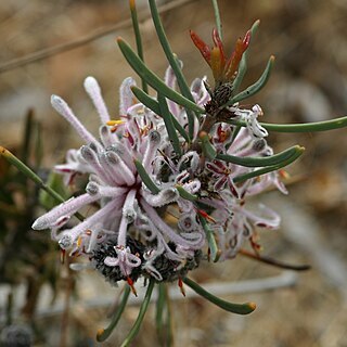 Petrophile linearis unspecified picture