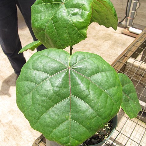 Hibiscadelphus hualalaiensis unspecified picture