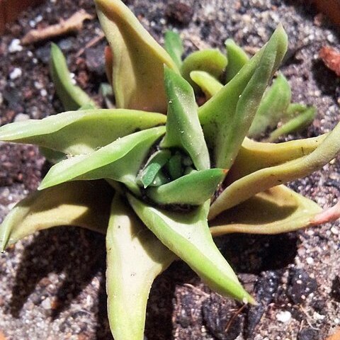 Haworthiopsis scabra var. starkiana unspecified picture