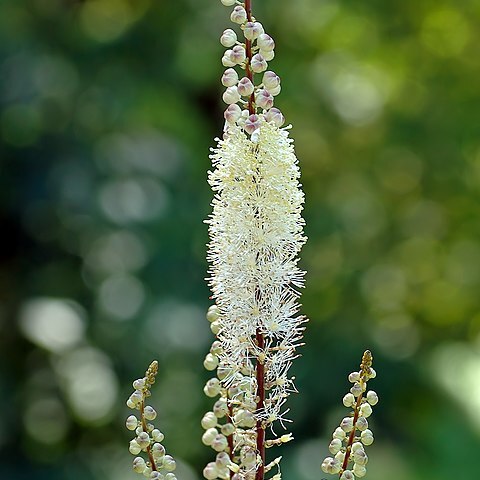 Actaea heracleifolia unspecified picture