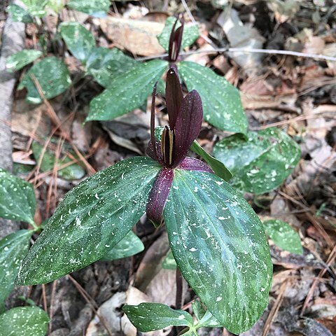 Trillium gracile unspecified picture