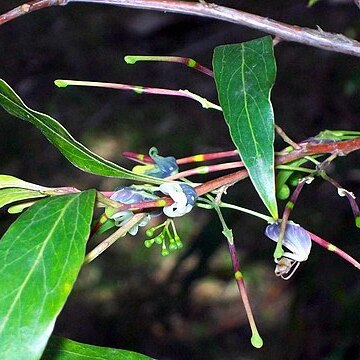 Grevillea shiressii unspecified picture