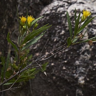 Calea fluviatilis unspecified picture