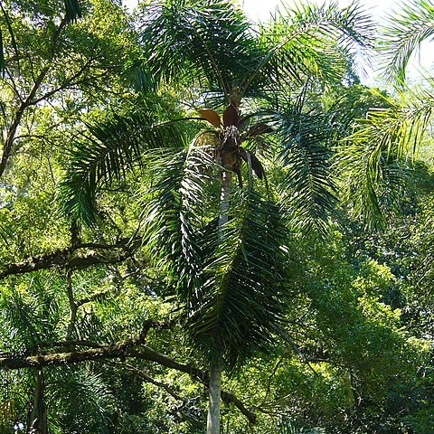 Syagrus pseudococos unspecified picture