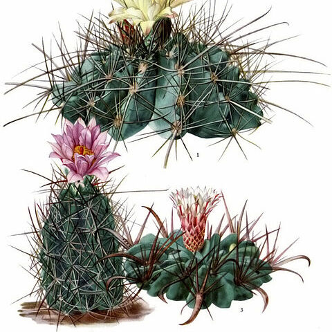 Sclerocactus unspecified picture